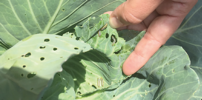 Worm damage in cabbage identified as part of a field trial.