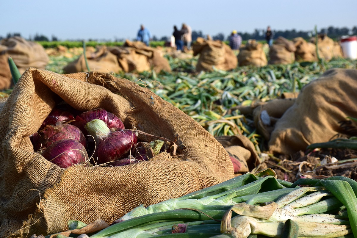 Unique onion variety starts Baloian Farms' 40th harvest Vegetable