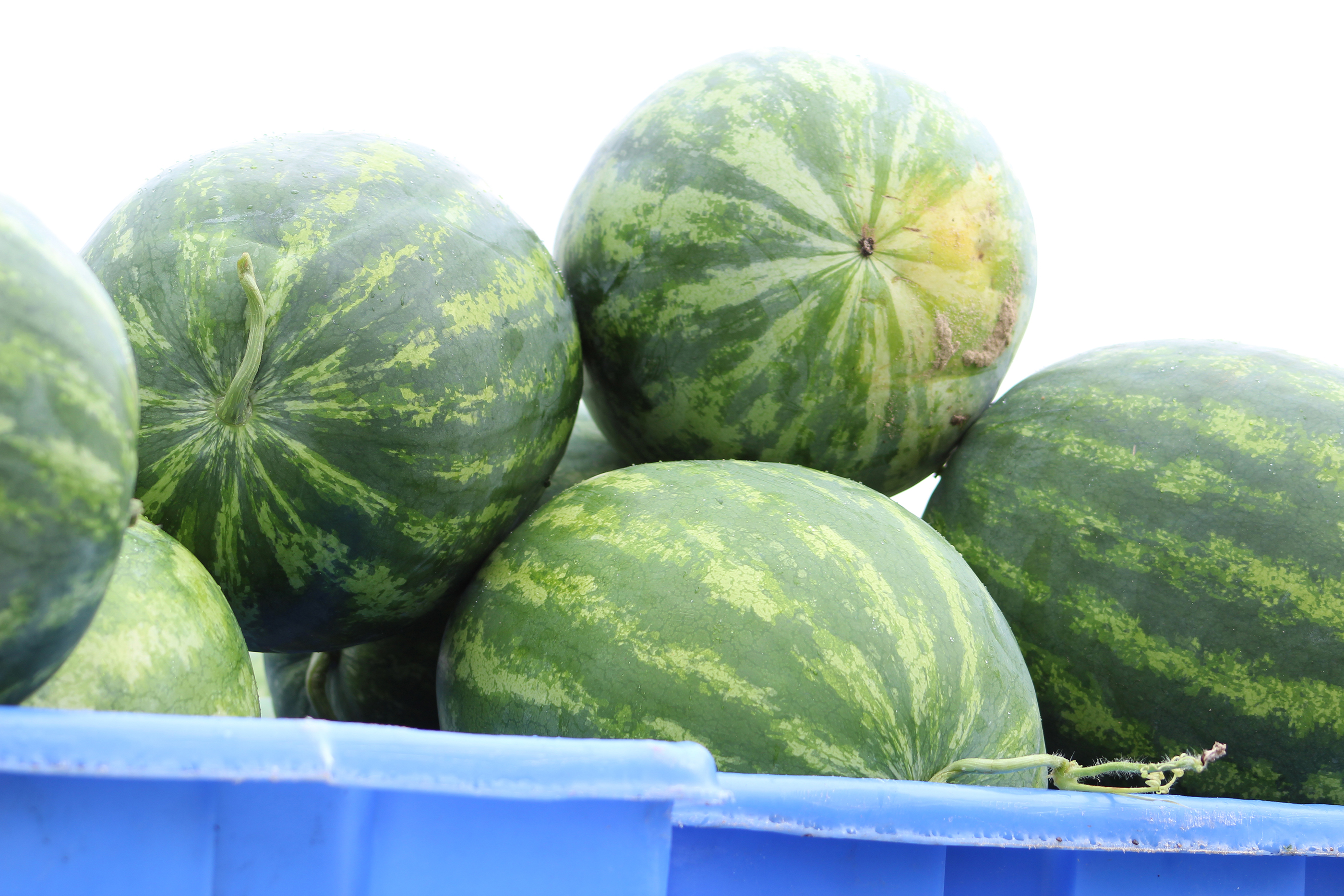 watermelon Vegetable Growers News