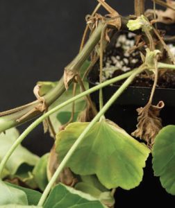 Ralstonia solanacearum race 3 biovar 2 causes southern wilt of geranium. 
