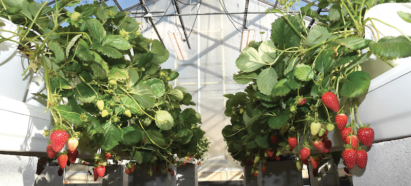 Table-top strawberry growing technique - Vegetable Growers News