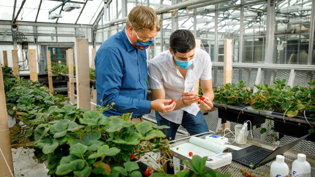 Neil Mattson, left, associate professor of horticulture, works with Ph.D. student Jonathan Allred to collect data from strawberries growing in the Guterman Bioclimatic Laboratory Greenhouse. Jason Koski/Cornell University