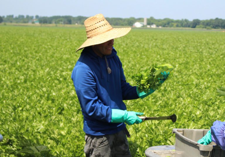 A show of hands outlines US farm labor trends Vegetable Growers News