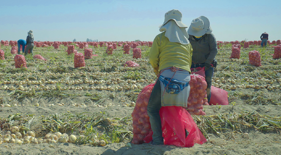 Peru onion harvest Vegetable Growers News