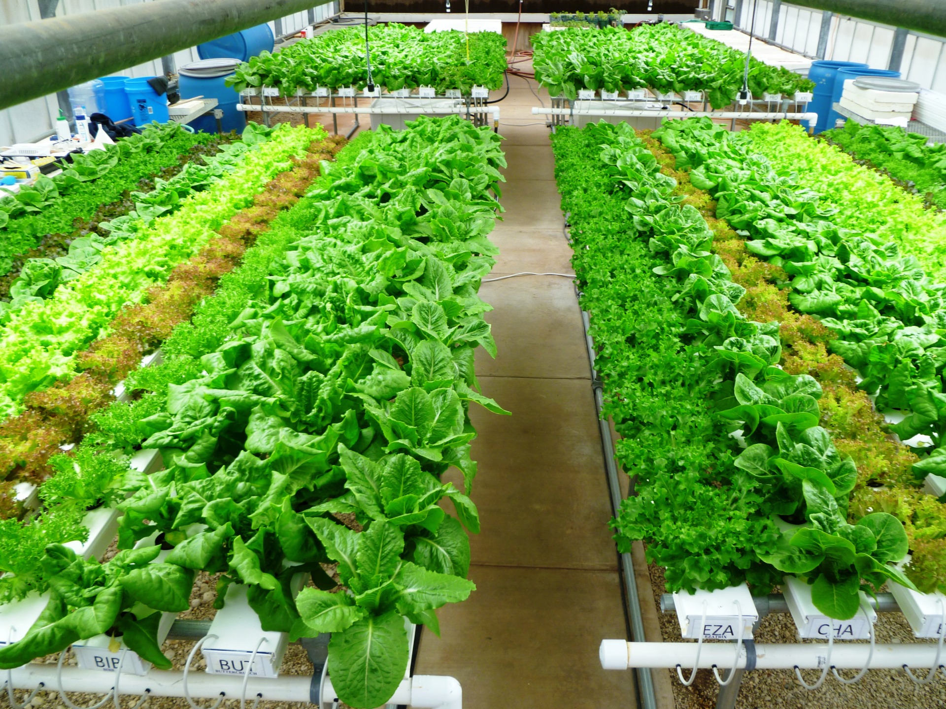 Lettuce losses could cause shortage across US Vegetable Growers News