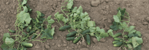 variety in pickle vines
