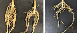hybrid squash rootstock