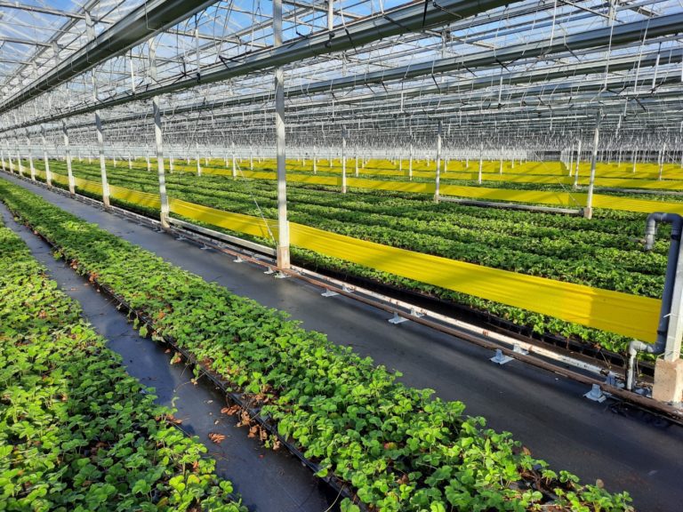 Greenhouse strawberries Vegetable Growers News