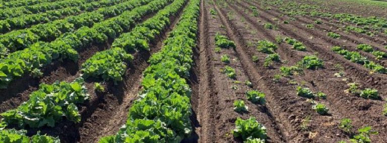 Fusarium wilt of lettuce study under way in Arizona - Vegetable Growers ...