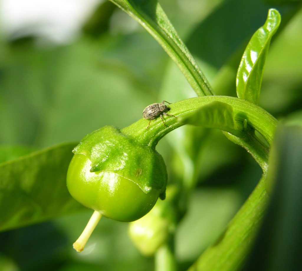 A pepper weevil is visible on this young green pepper plant.