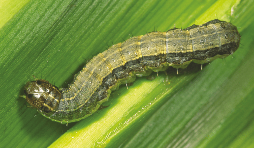 photo of a fall armyworm on a green background