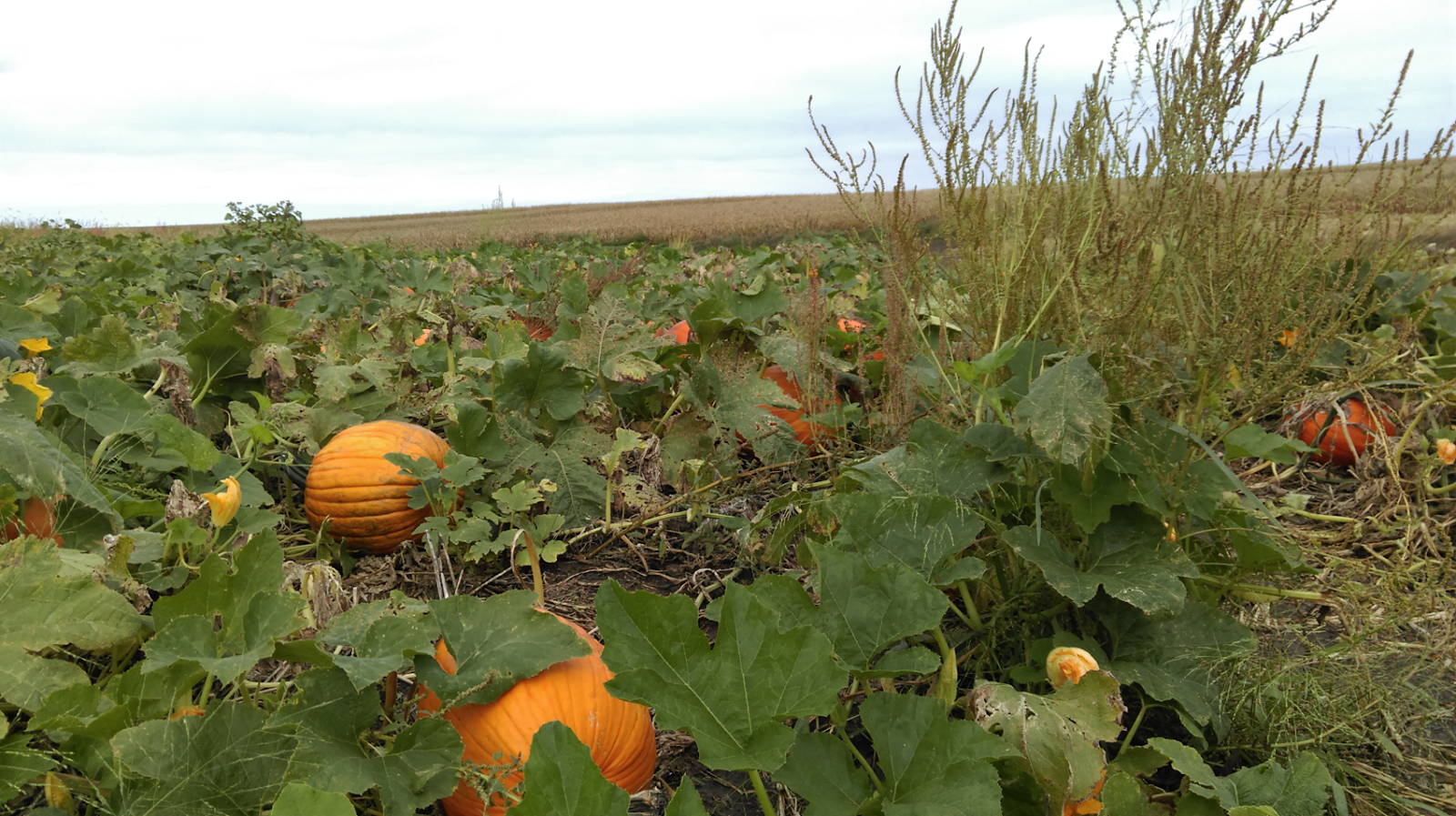 Weed Control Needed Early to Beat Weeds - Virginia Green