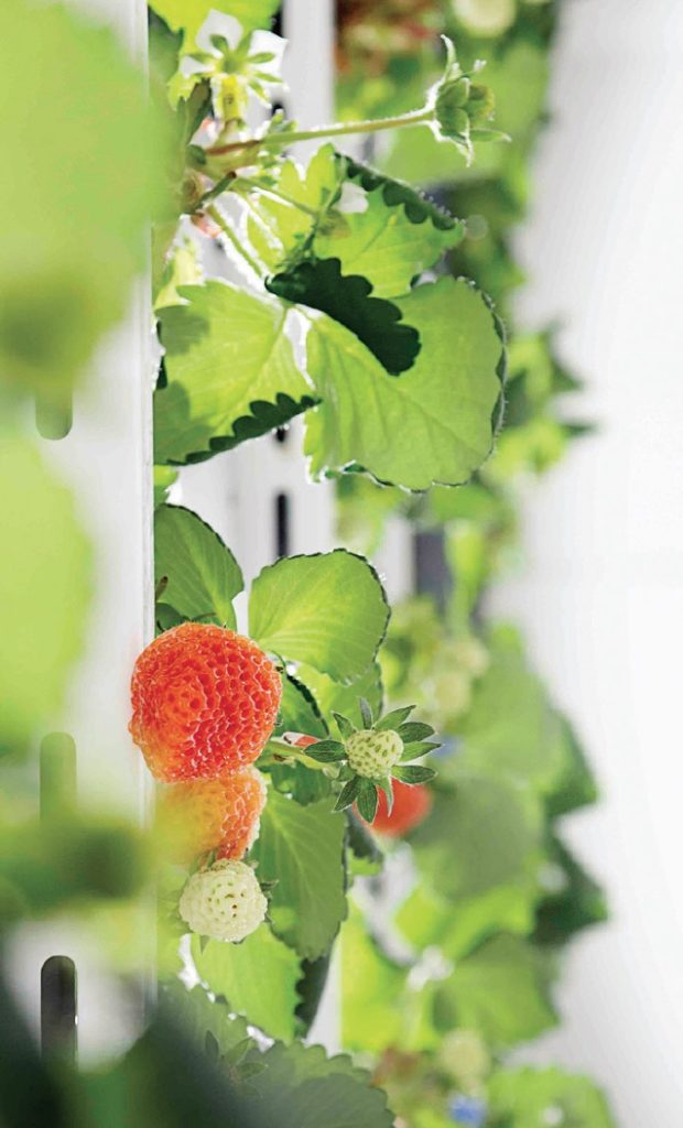 Oishii strawberries Vegetable Growers News