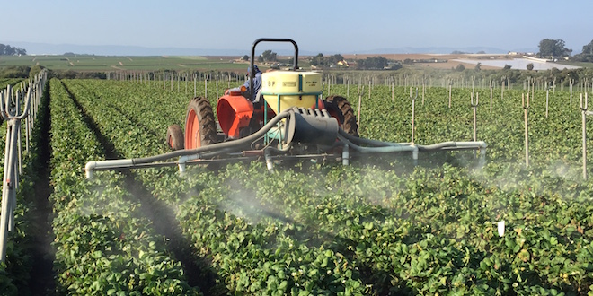 Spray is applied to a strawberry field.
