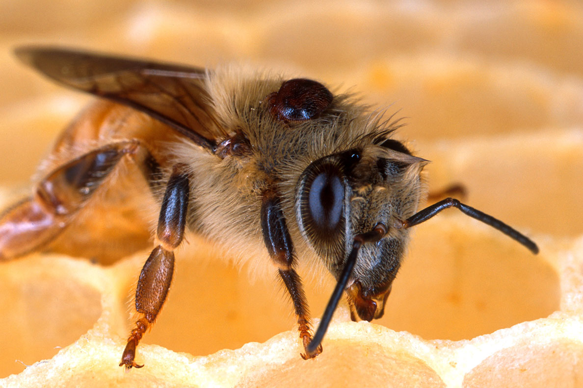 Bumble bees are not just for killing - Honey Bee Suite