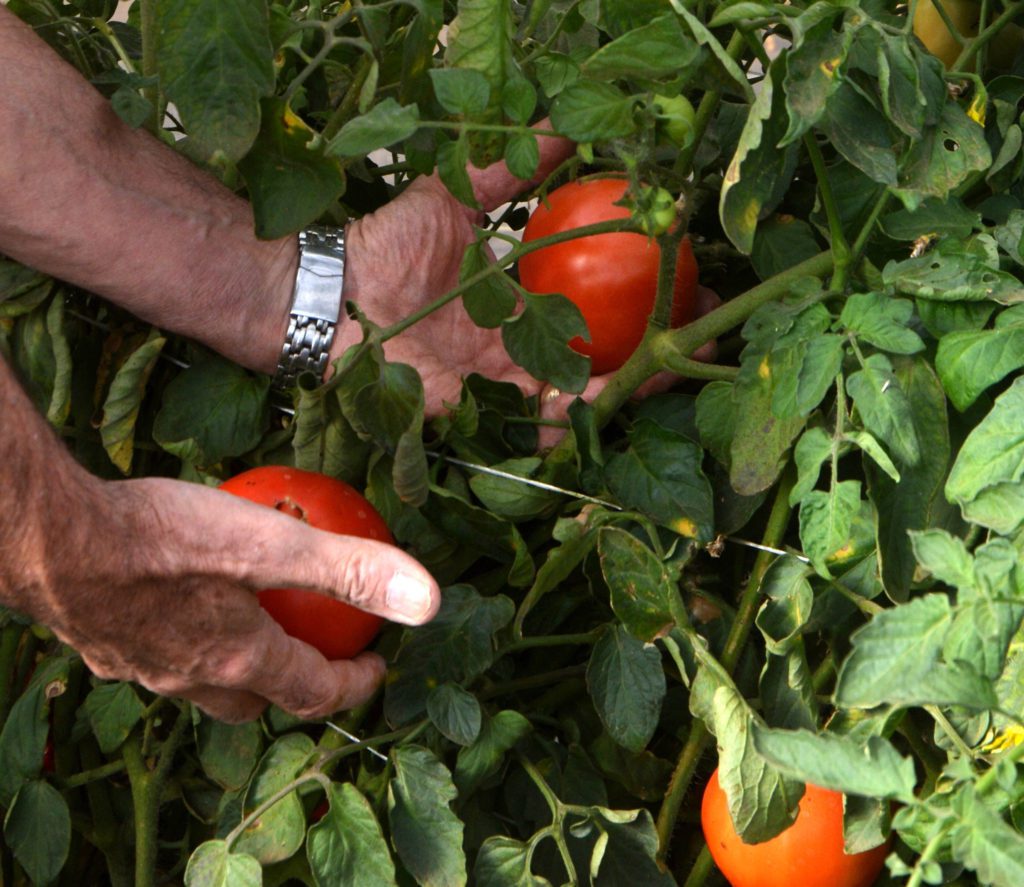Texas A&M AgriLife Research breeders are working toward developing the “holy grail” of tomatoes. Photo:Texas A&M AgriLife/Kay Ledbetter