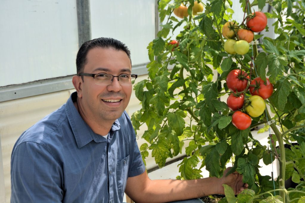 Carlos Avila, Ph.D. Texas A&M AgriLife Research vegetable breeder. Photo: Texas A&M Agrilife