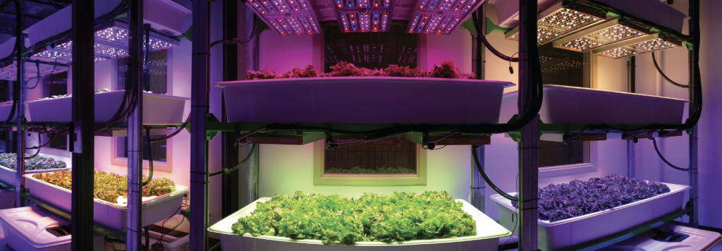 Controlled-Environment Lighting Laboratory (CELL) is a vertical farming research facility developed by Erik Runkle in the Department of Horticulture at Michigan State University. Photos: MSU