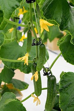 Want more from your garden? Plant a fall crop of cucumbers, Illinois  Extension