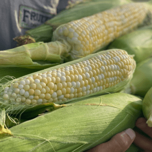 sweet corn heads