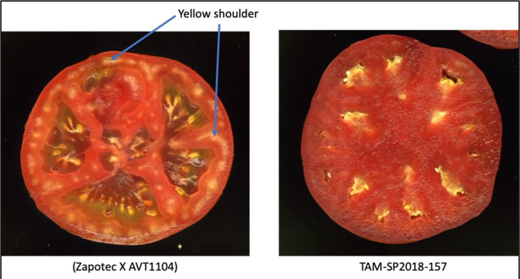 Comparison of Zapotec tomato with yellow shoulder disease to the improved breeding line of tomato developed by Texas A&M AgriLife. Photo: Texas A&M AgriLife