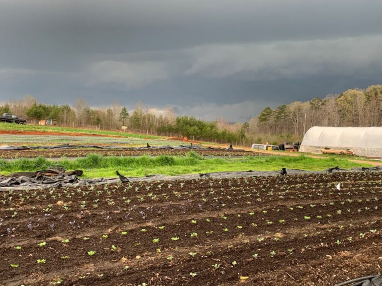 A farming dream turned reality at North Carolina's Seven Sisters Farm