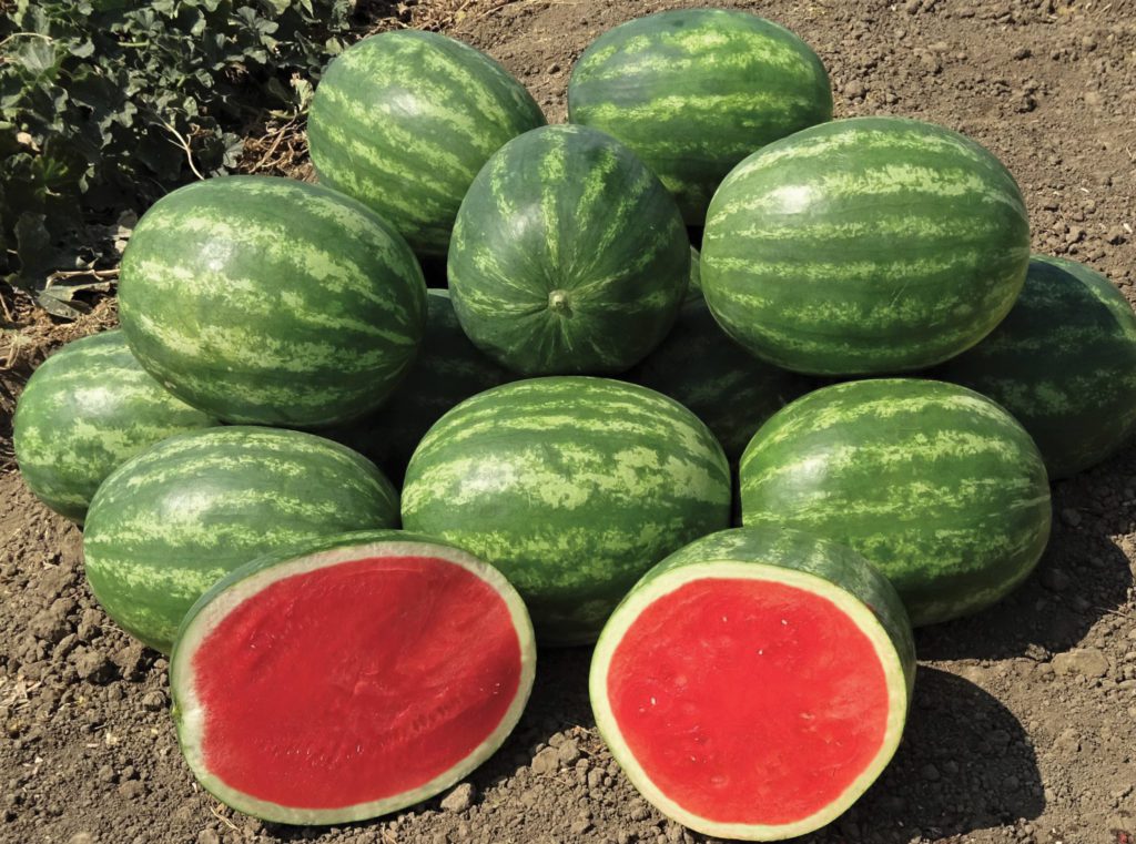 Sales of new Syngenta watermelon variety will benefit veterans