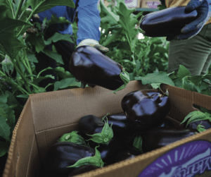 eggplant harvest at Baloian Farms