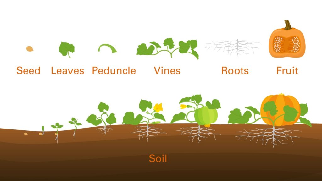 how-growers-get-giant-pumpkins-to-become-so-much-heavier-vegetable