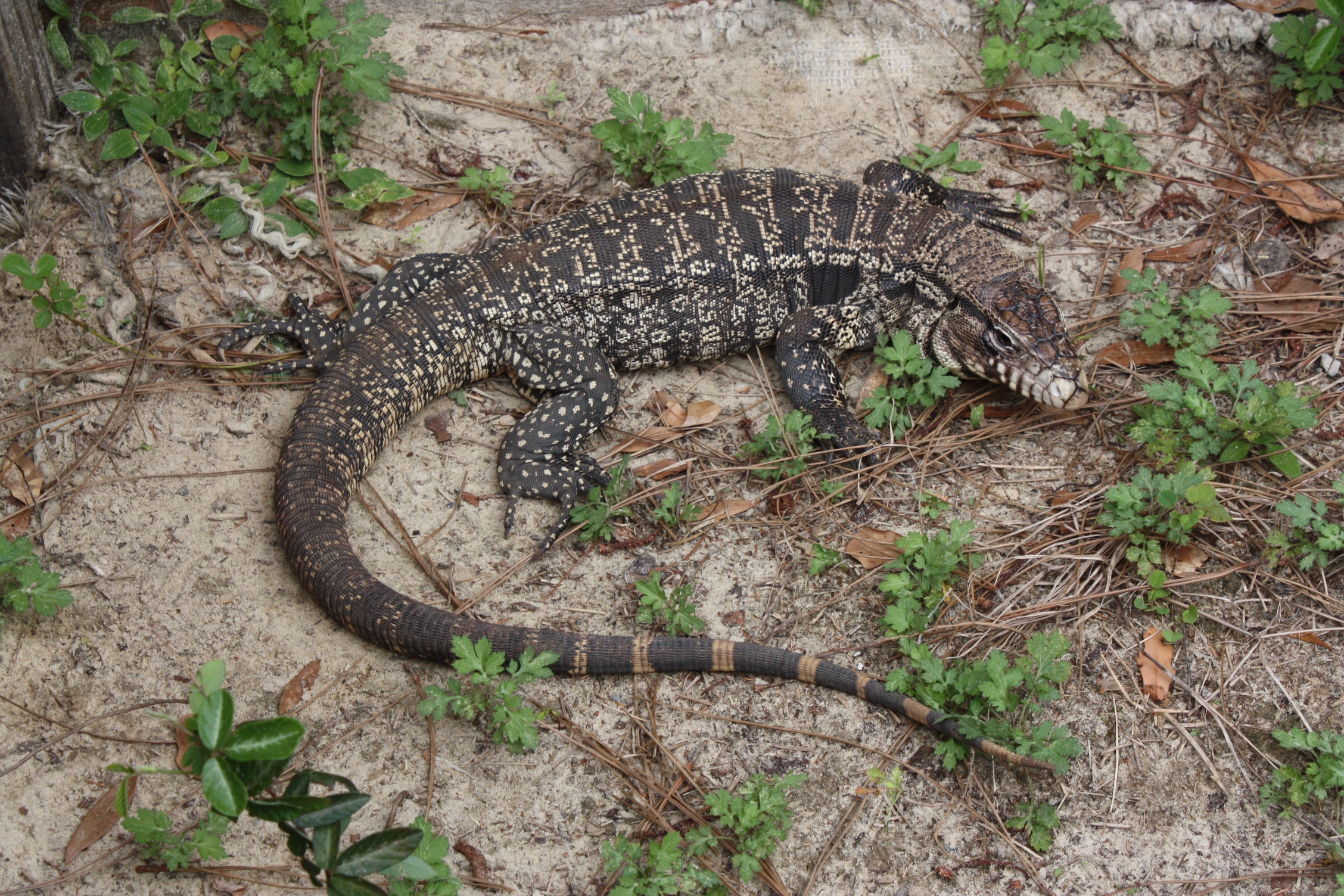 Tegu Lizard trap in the Florida Everglades baited with chicken eggs