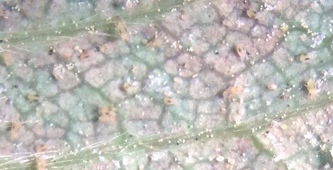 spider mite damage