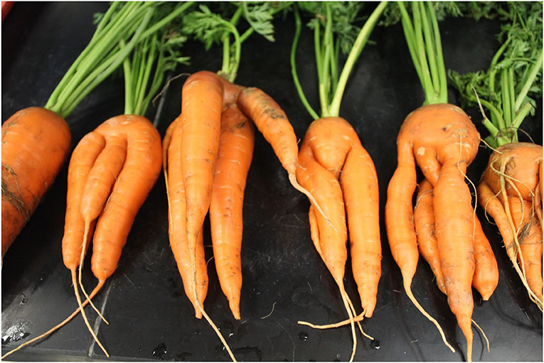 Carrots damaged by root-eating nematodes, resulting in forking of the main root.