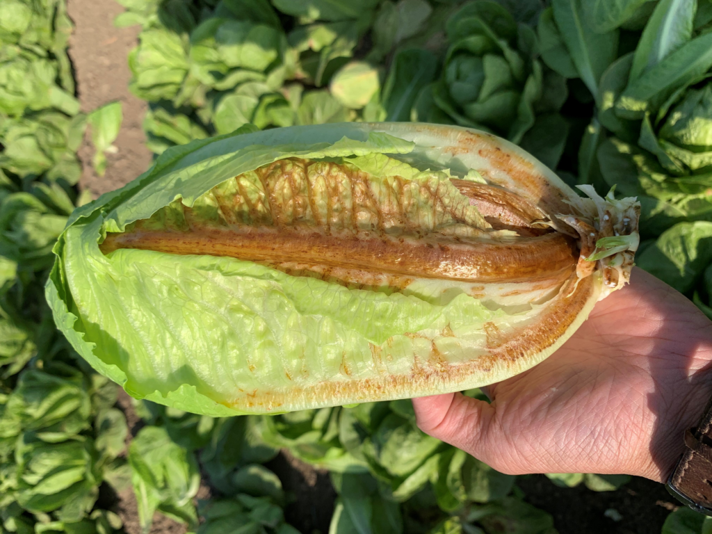 Lettuce disease 2 Vegetable Growers News