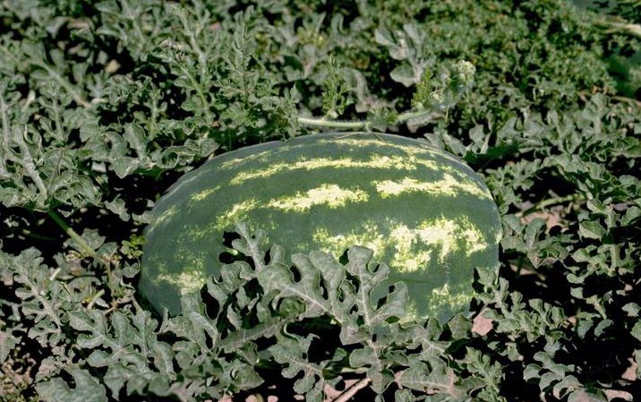 watermelon in the field