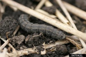 Black cutworms have raised dots on their bodies.