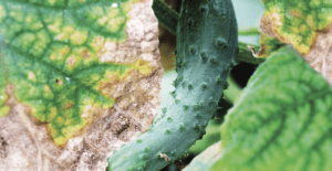 cucumber downy mildew