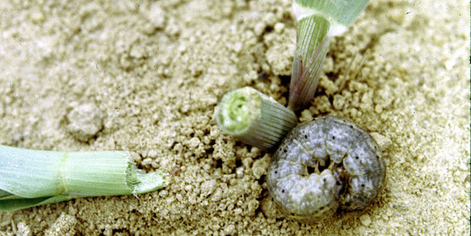 Cutworms have a habit of curling up when disturbed.
