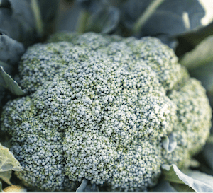 Broccoli ready to be harvested from a Parker Farms' field