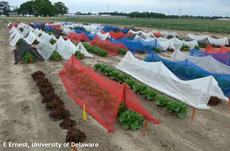 Pursue shade cloth for lettuce production Vegetable Growers News
