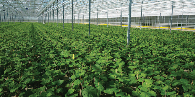 Cucumber plants growing in a Ontario Plants greenhouse facility