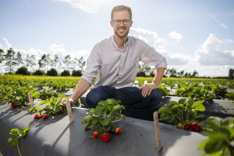 Vance Whitaker in a strawberry field