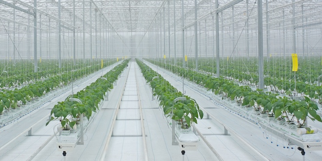 Indoor-grown vegetables at a Mucci Farms facility