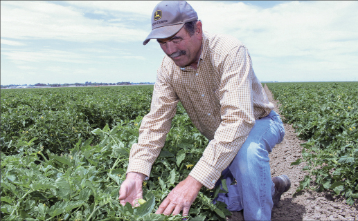 Farmer David Richter looks over developing tomato plants