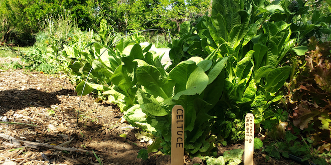 Celtuce is a stem lettuce grown for its crunchy stalk