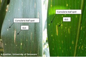 Curvularia leaf spot v. GLS