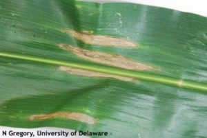 Northern Corn Leaf Blight lesions
