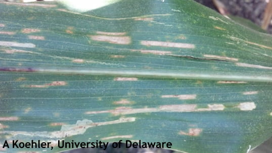 Grey leaf spot on corn