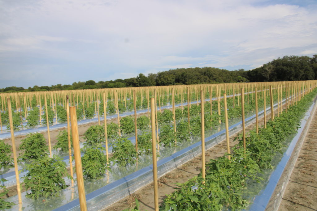 Central Florida mature green tomato plantings in September.