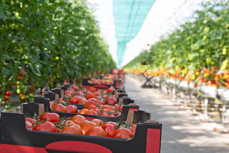 Rijk Zwaan tomato highly resistant against ToBRFV - Vegetable Growers News