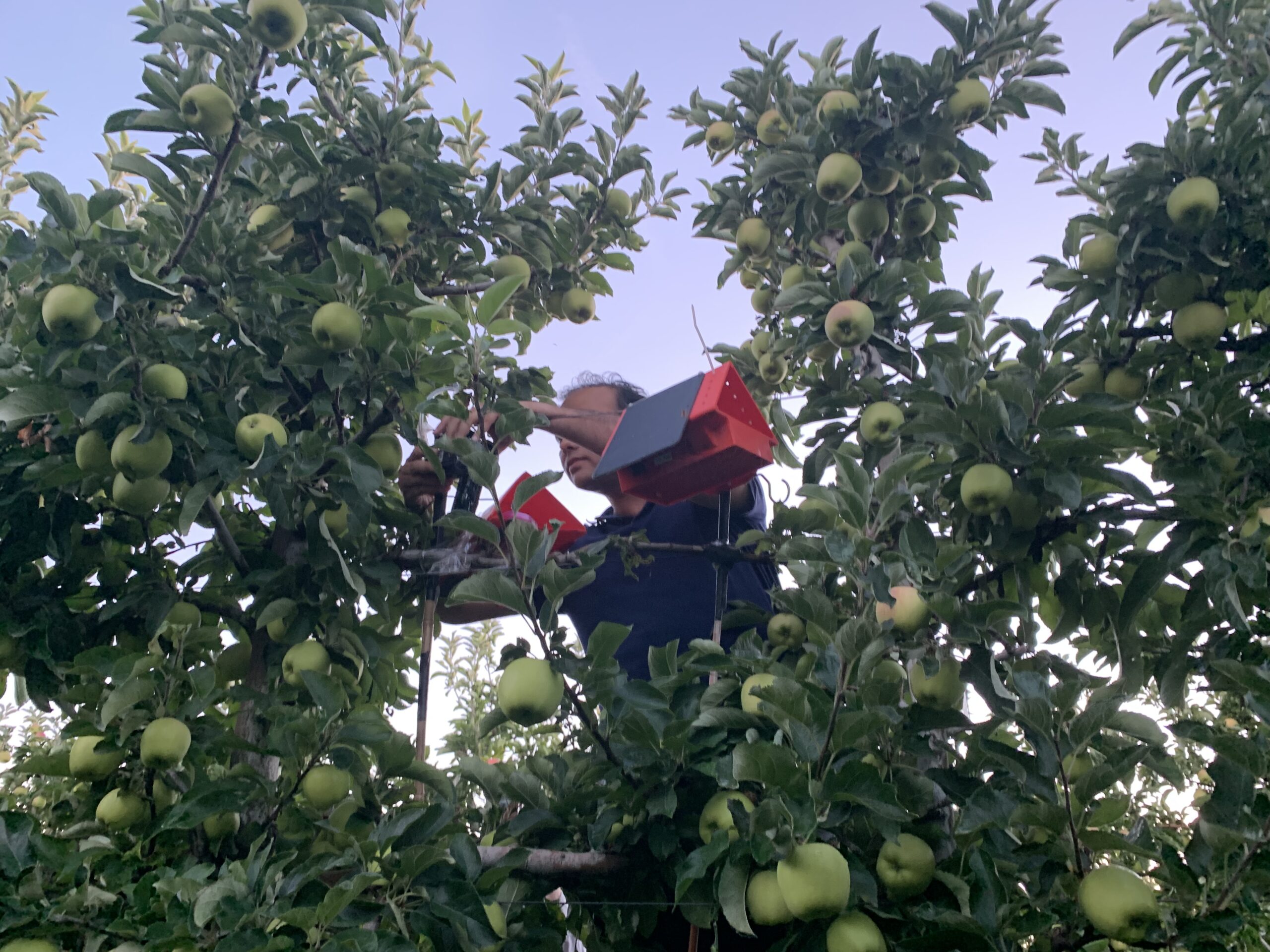 Remote pest managment with automated traps - Good Fruit Grower